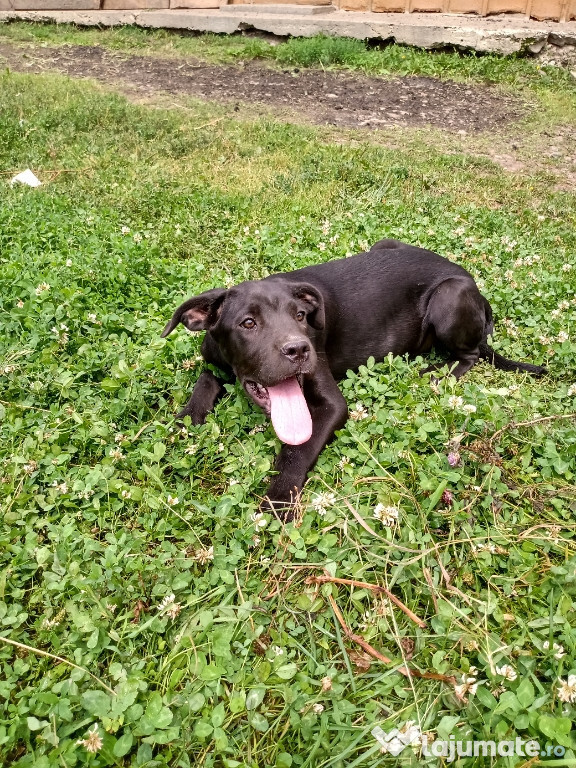 Cane corso