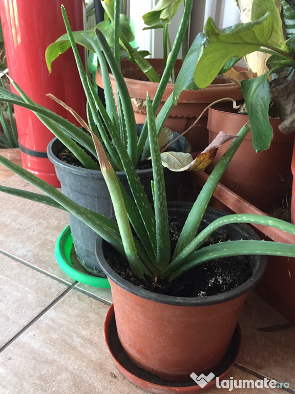 Aloe Vera