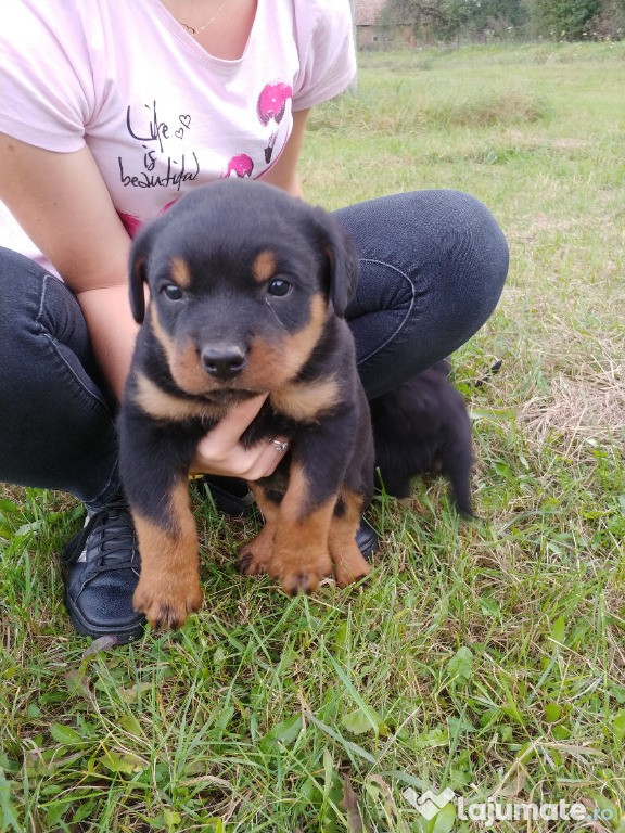 Pui rottweiler