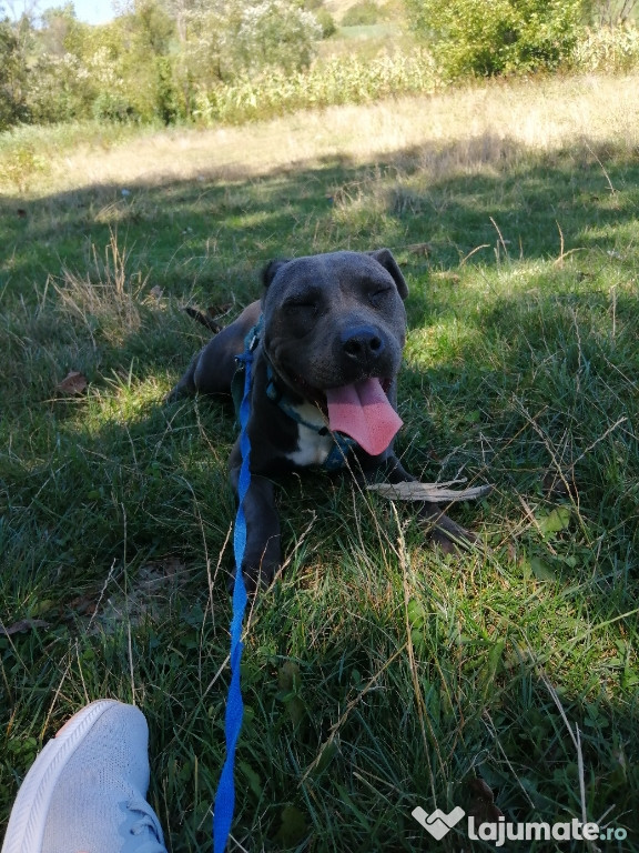 Caine amstaff