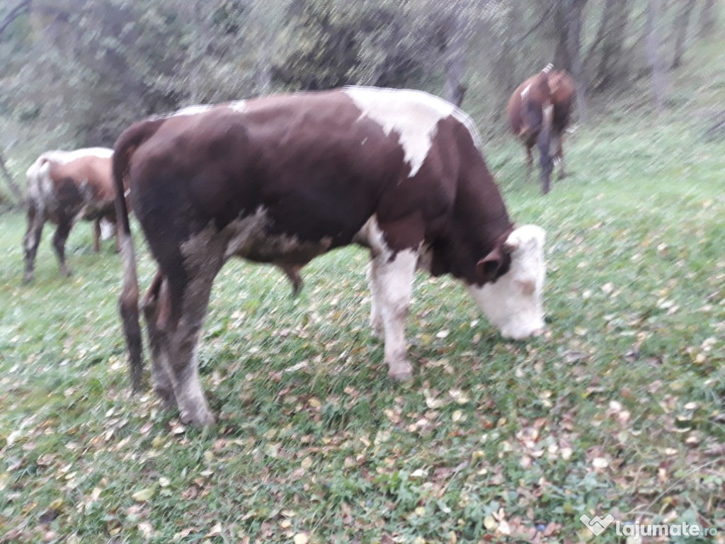 Animale domestice