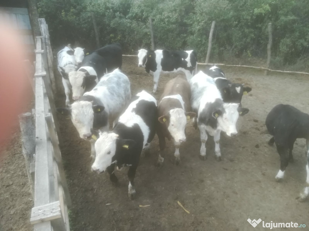 Viței