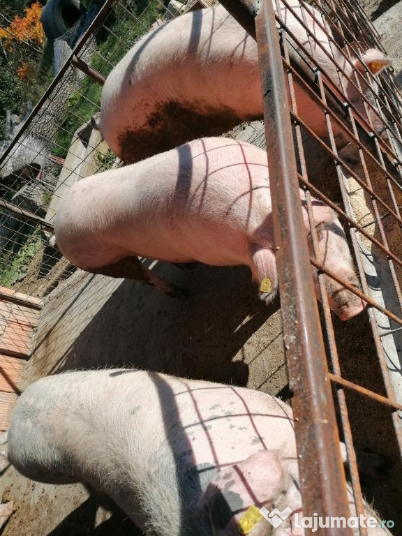 Porci