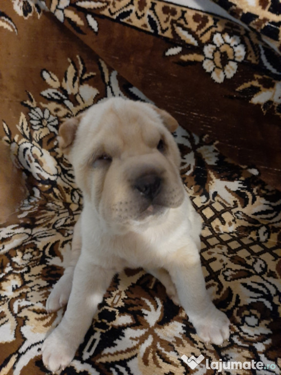 Shar pei