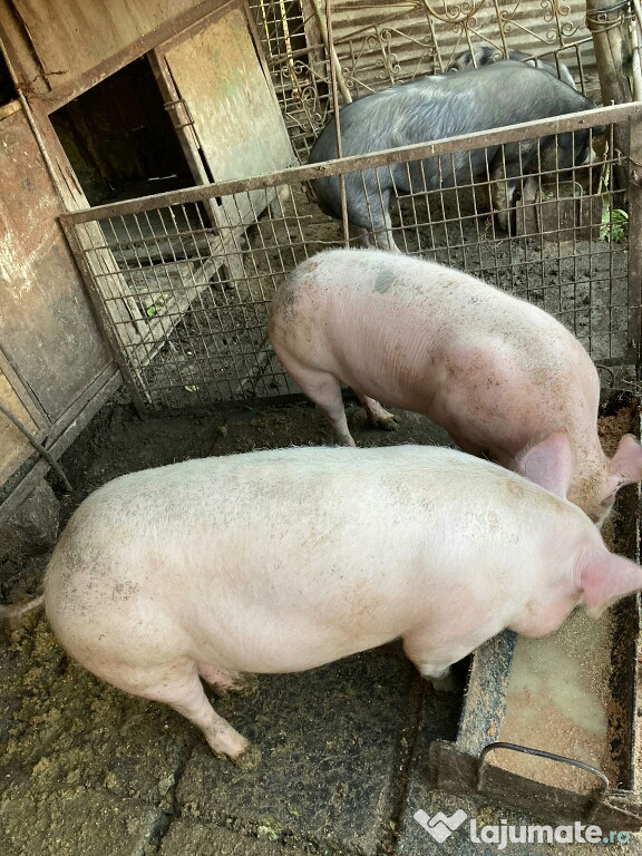 Porci