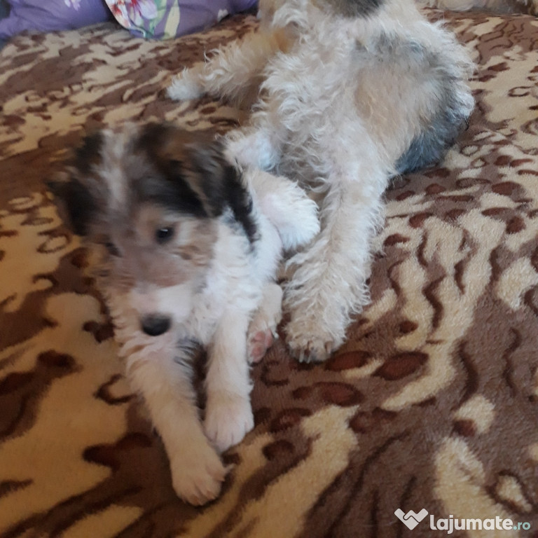 Căței fox terrier