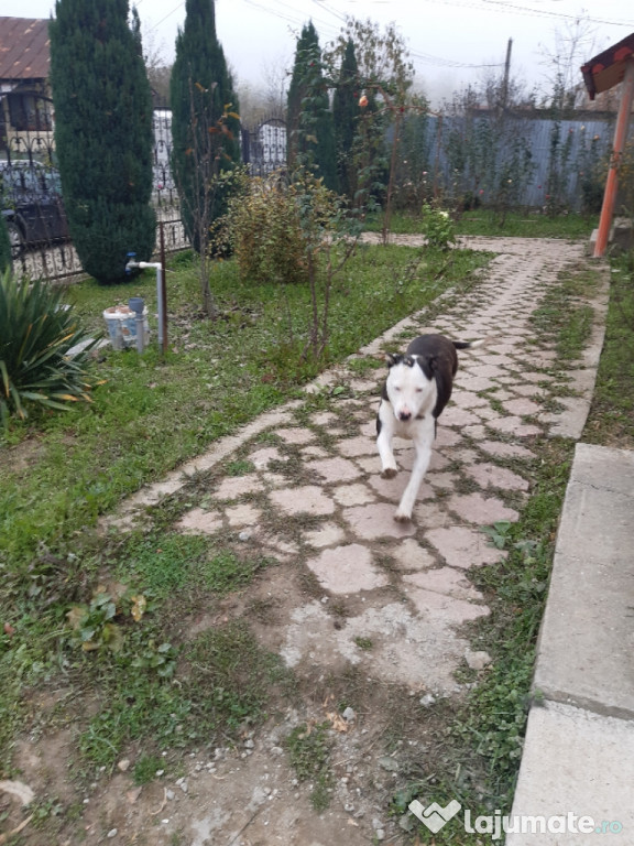 Schimb Amstaff