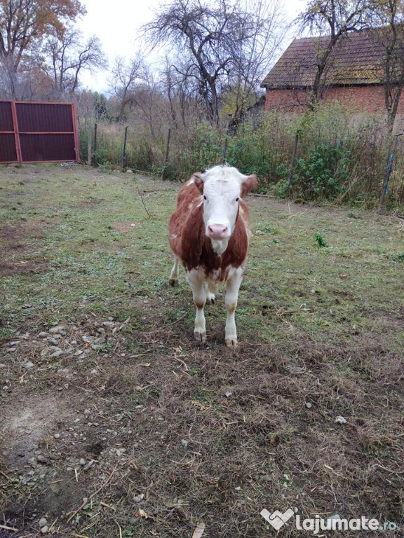 Vitea Baltata Romaneasca