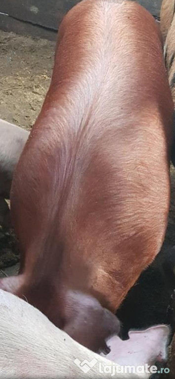 Porc de carne