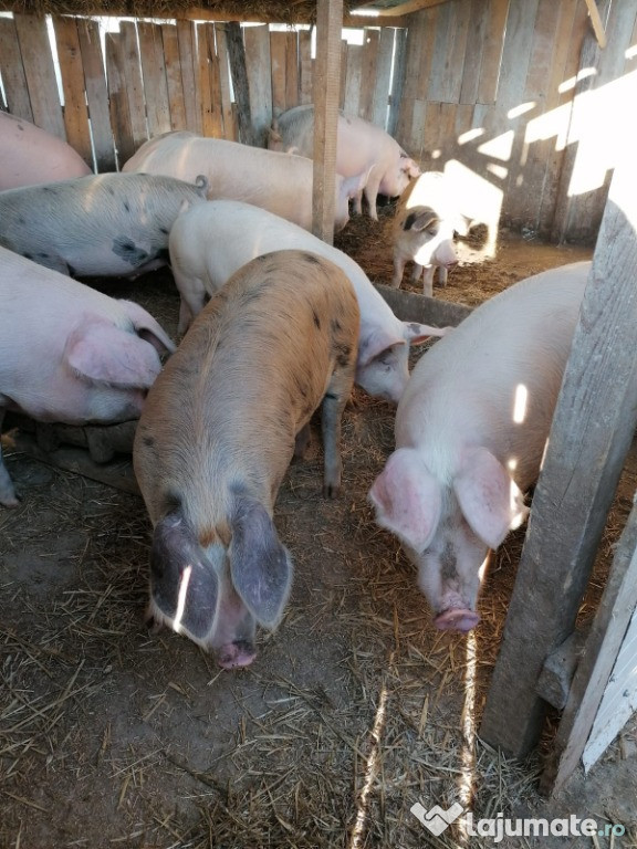 Carcase comestibile