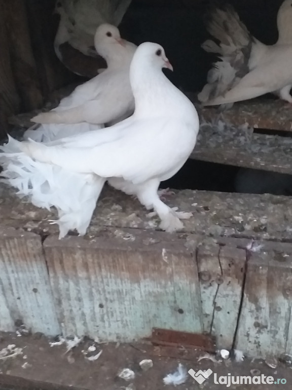 Porumbei curcanasi