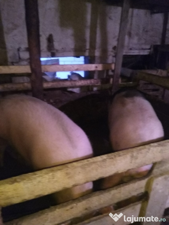 Porci