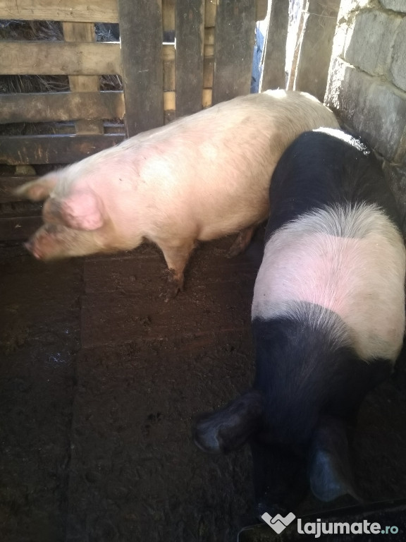 Porci