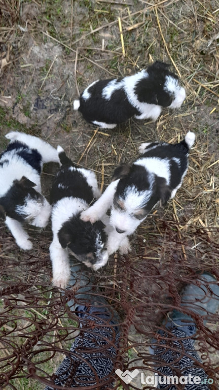 Fox terrier