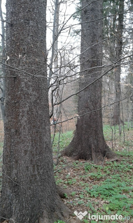 Pădure de fag și molid