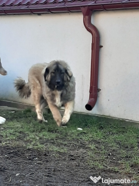 Ciobănesc Caucazian