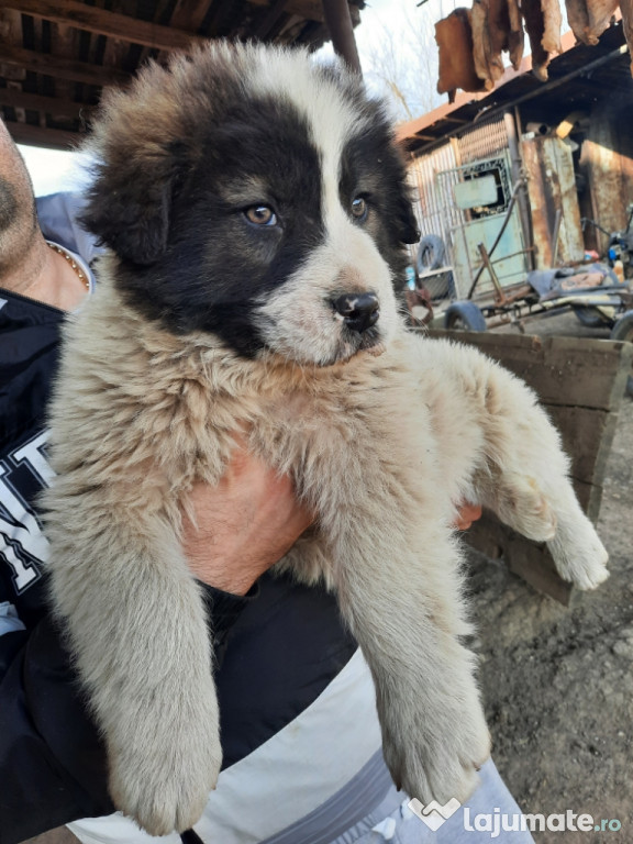 Cateii ciobanesti de bucovina