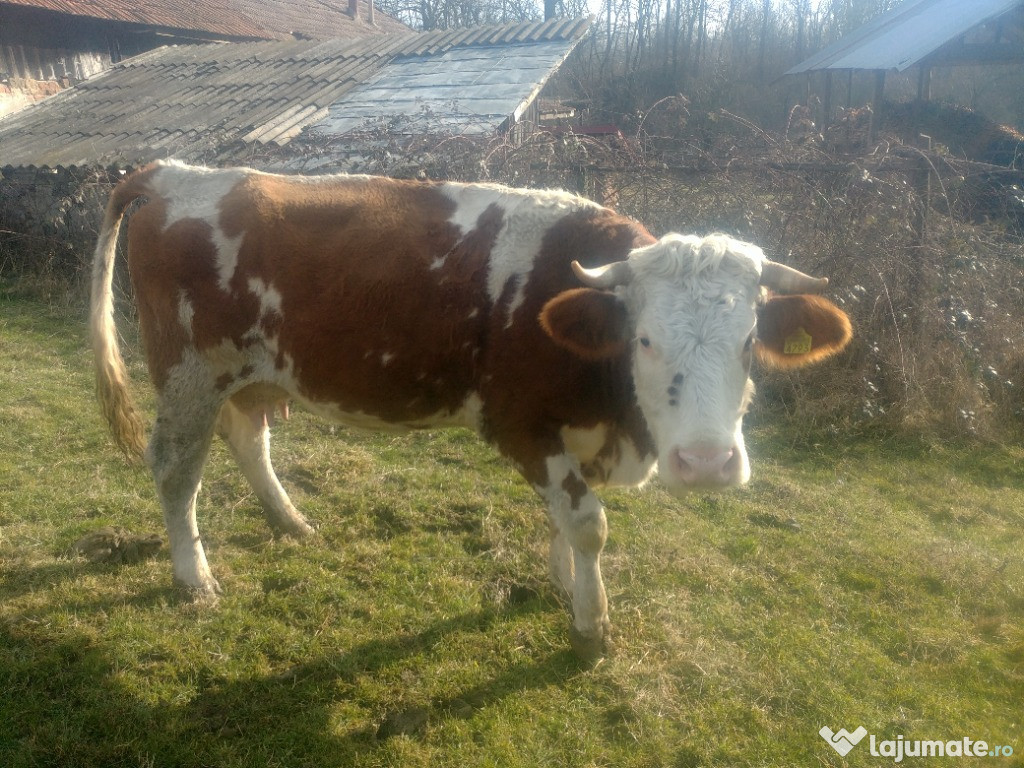 Vaci/Vitei Baltata Romaneasca de Maramaures - 5 bucati