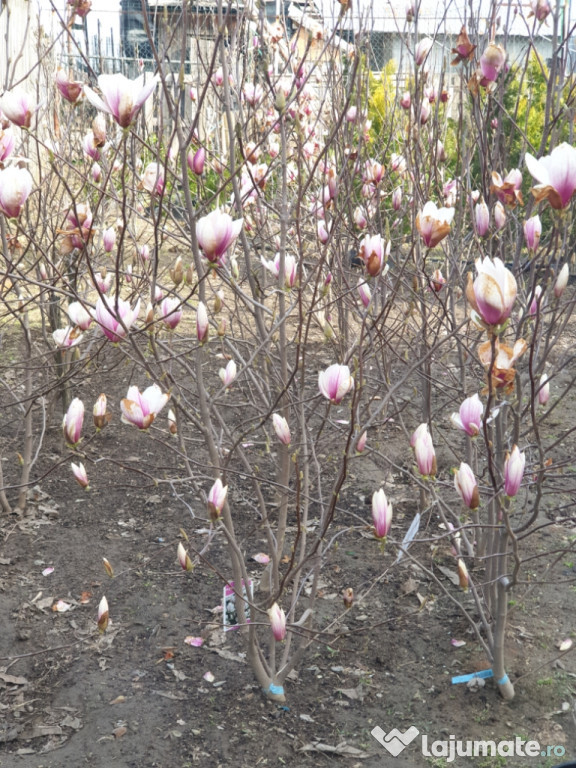 Magnolii diferite culori