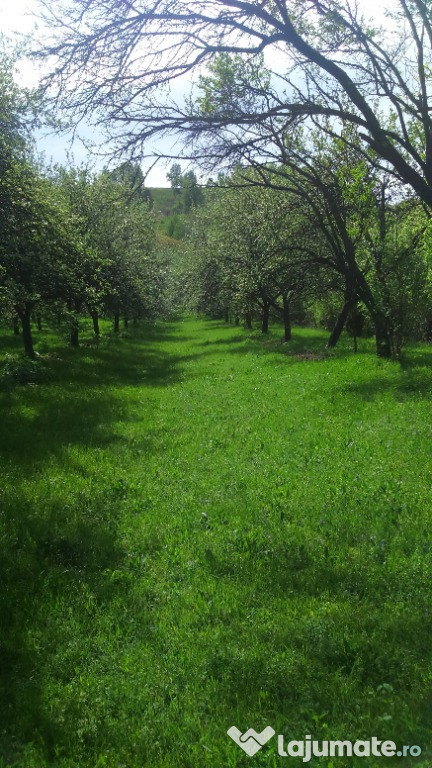 Casă +teren în Borlova