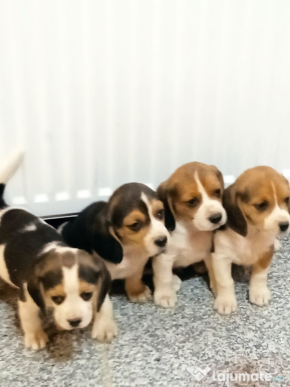 Cățelusi beagle tricolor