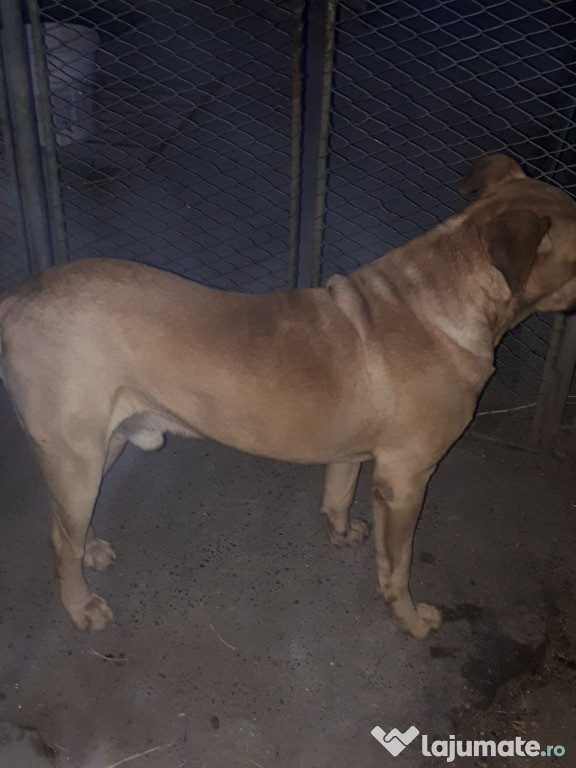 Presa Canario mascul-Schimb
