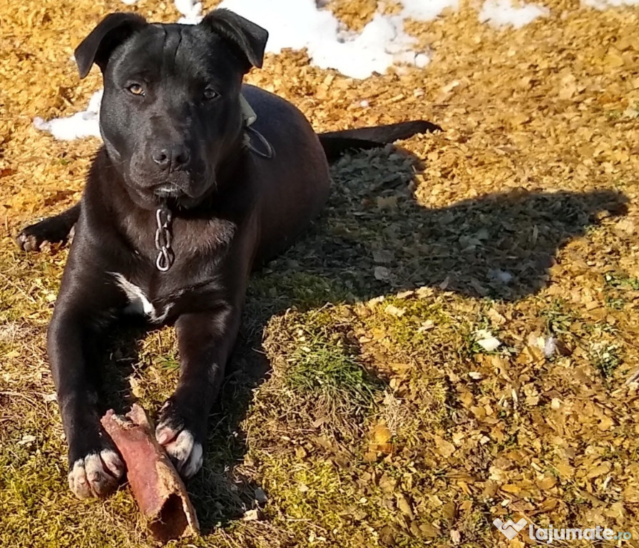 Masculi Amstaff