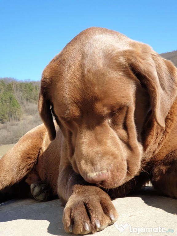 Labrador