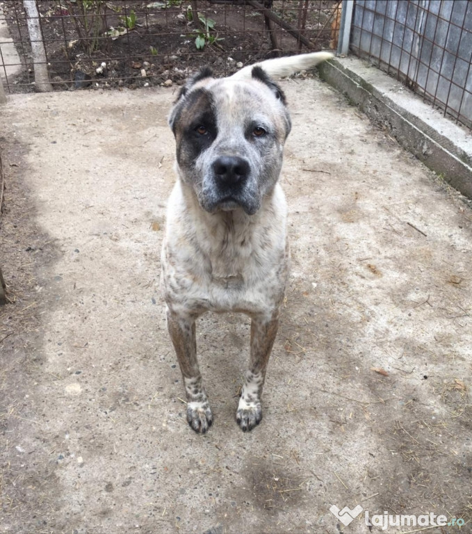 Câine presa canario