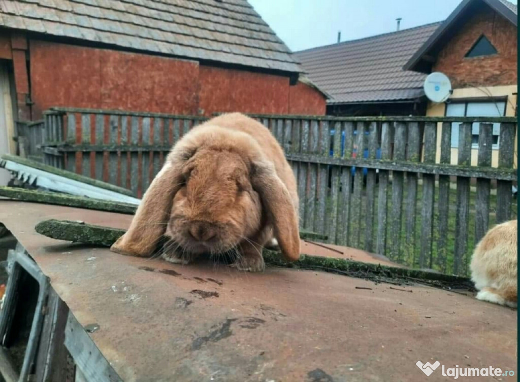 Mascul berbec german