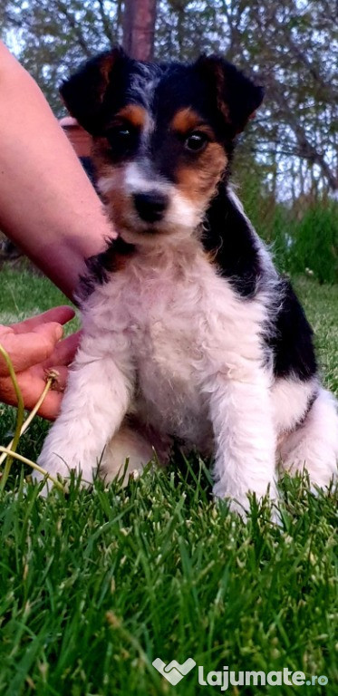 Fox terrier