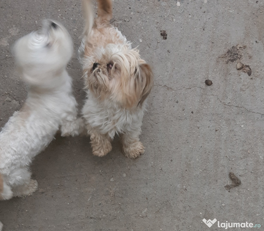 Bichon maltez și shih.tzu