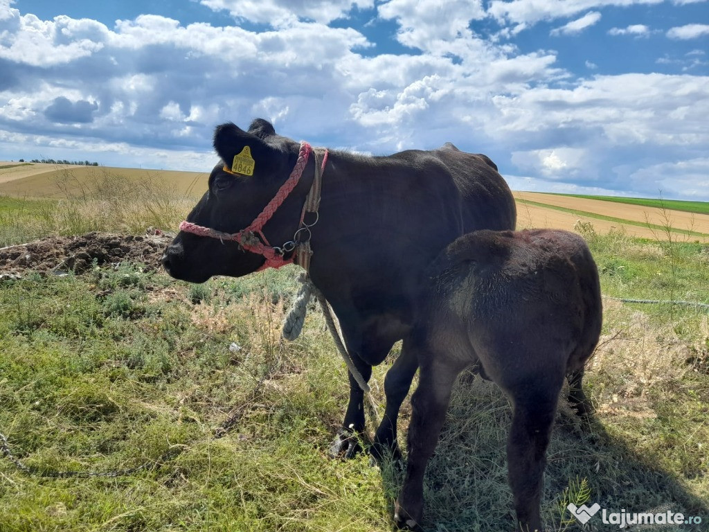 Taurine - persoana fizica