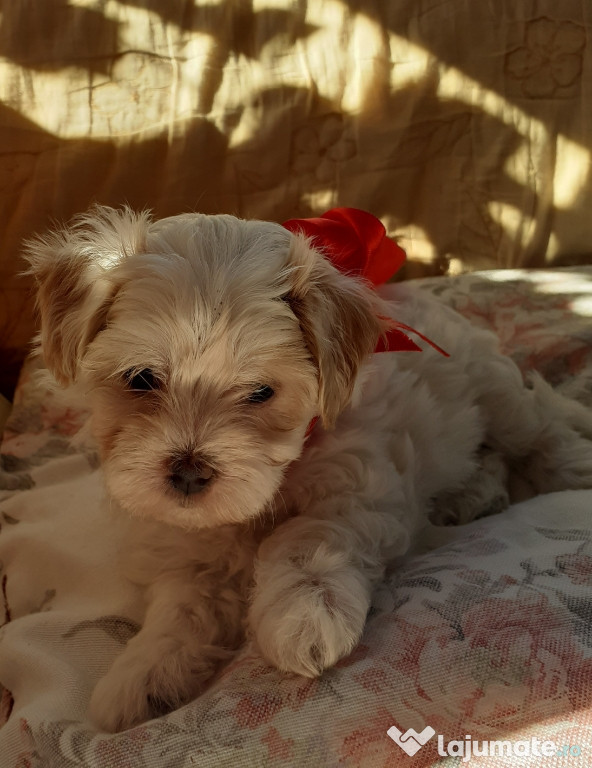 Bichon maltez