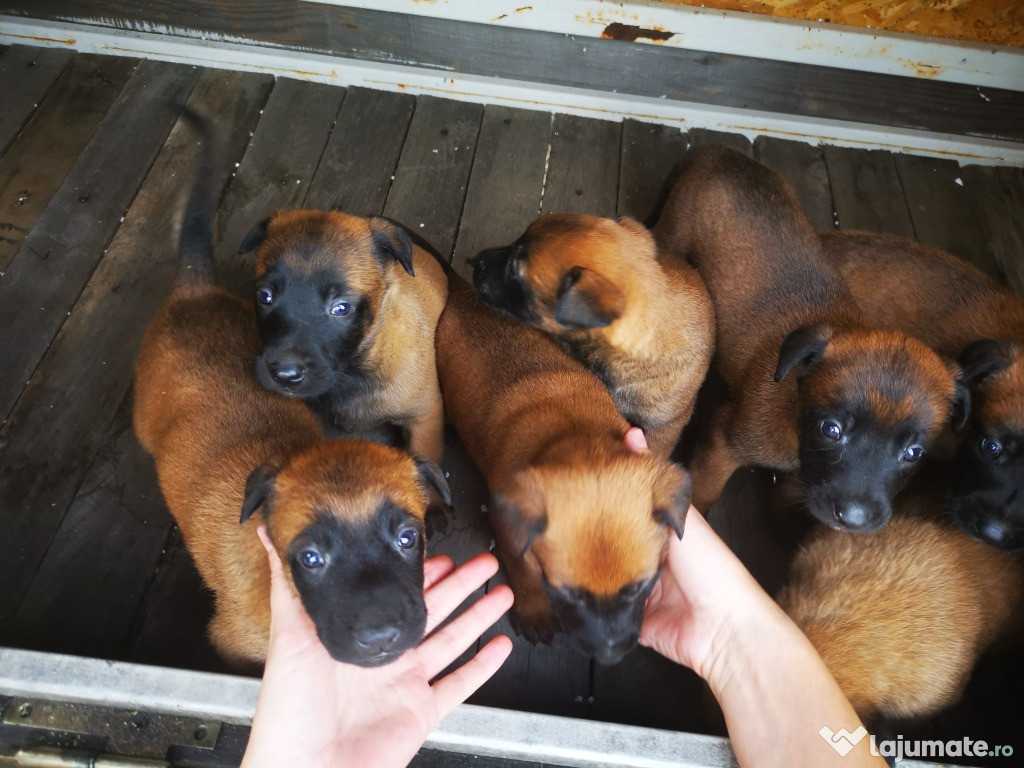 Căței Ciobanesc Belgian malinois