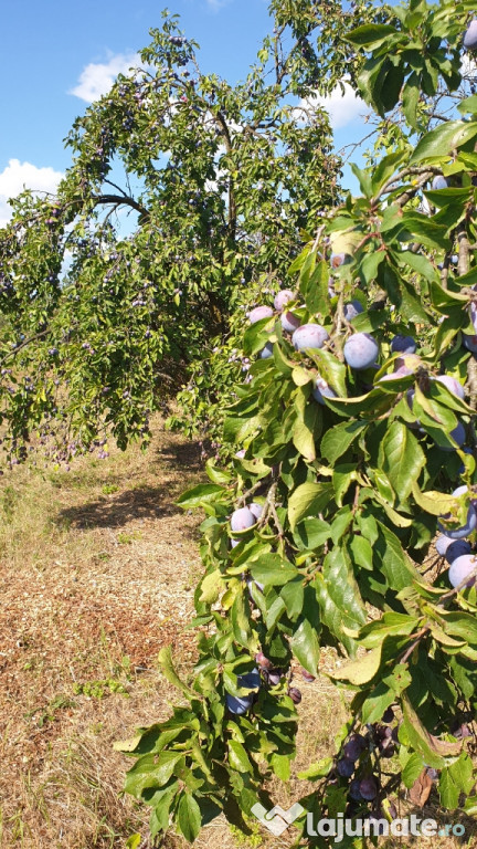 Prune pentru tuica