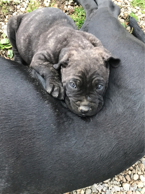 Cane Corso