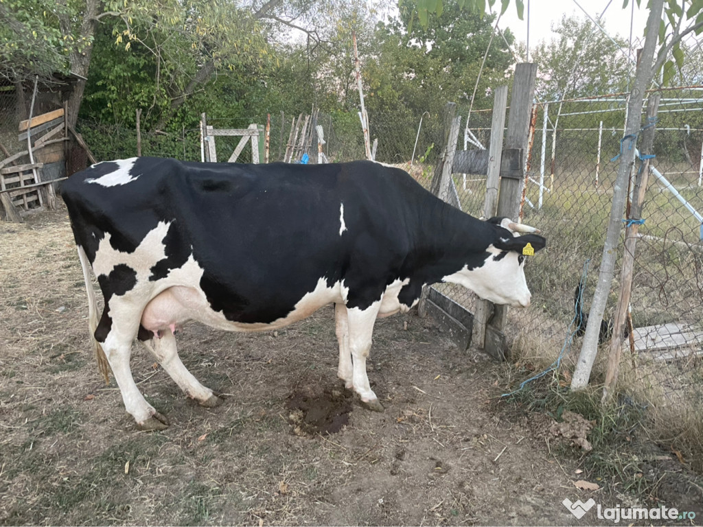 Vaca Holstein metis cu Vitel