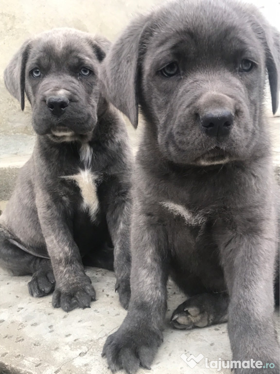 Cane Corso