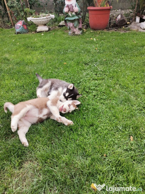 Două cățelușe husky