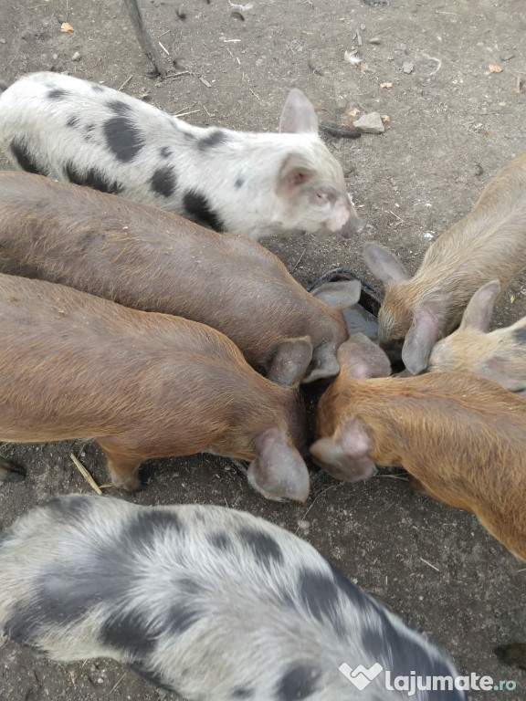 Purcei de rasa ,2 luni si jumatate,mananca orice