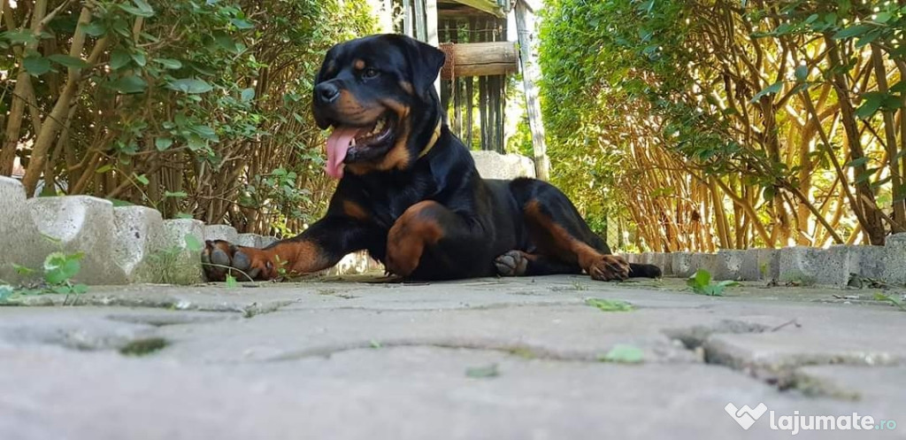 Rottweiler