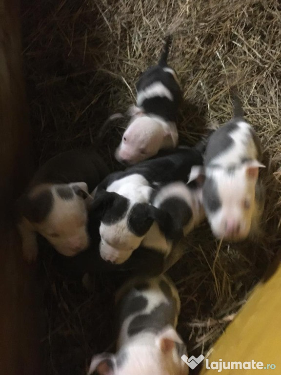 Căței de rasă Amstaff