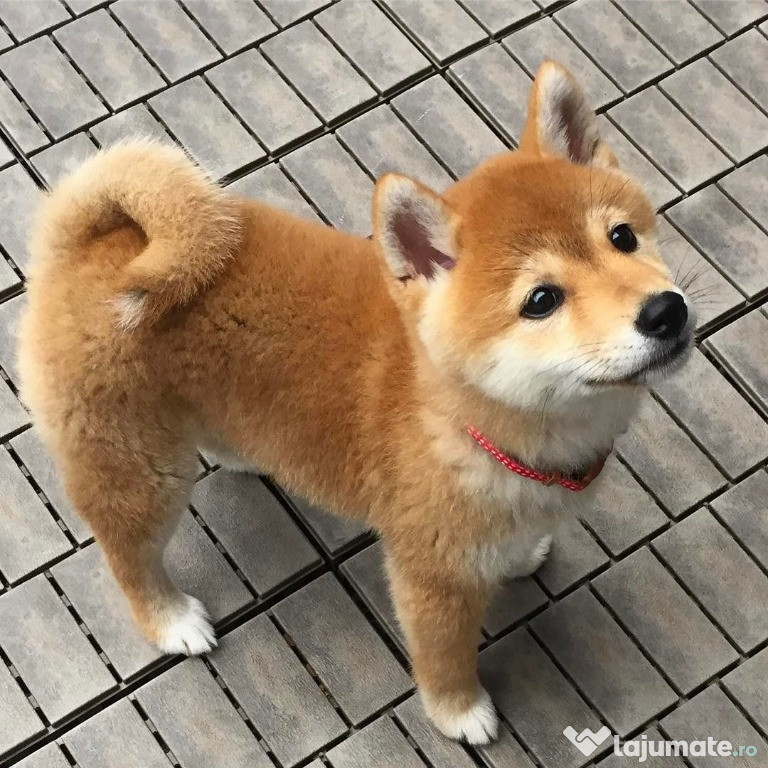 Catelusi shiba disponibili