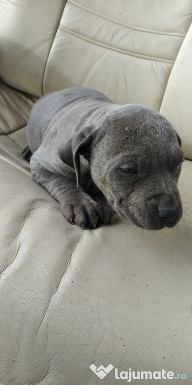 Pui amstaff blue
