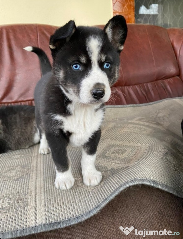 Husky siberian