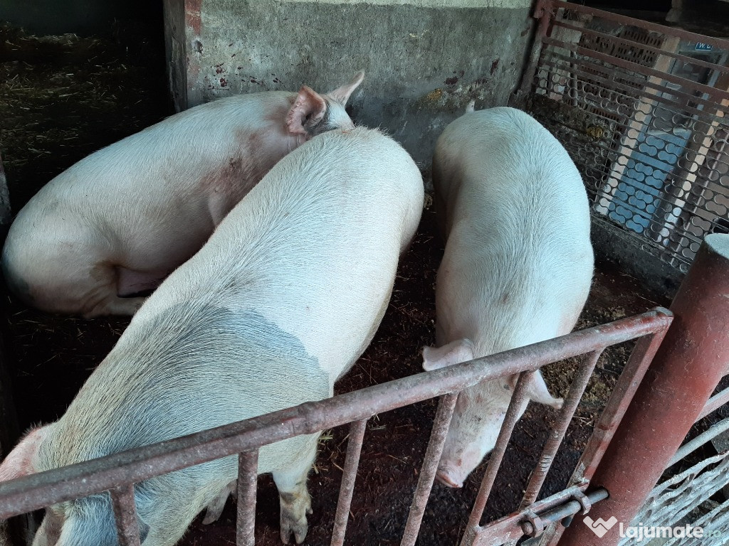 Porc de taiat