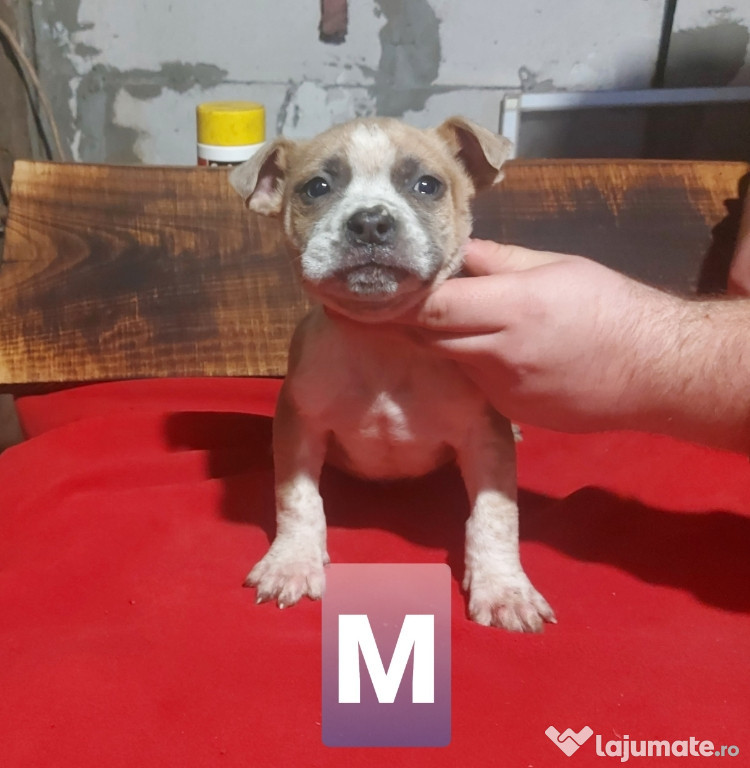 Amstaff