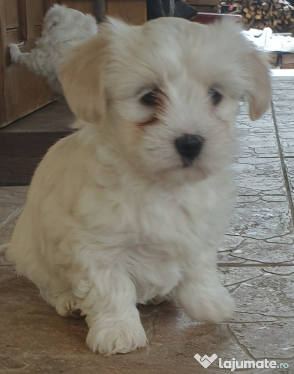 Bichon Maltez !