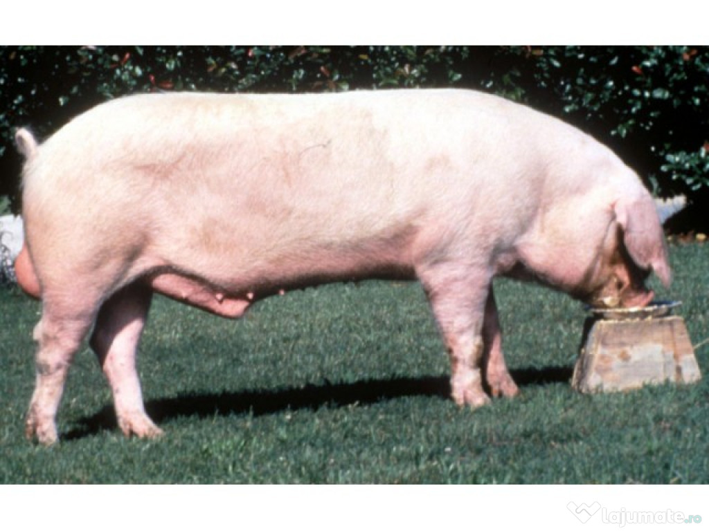 Ofer porc